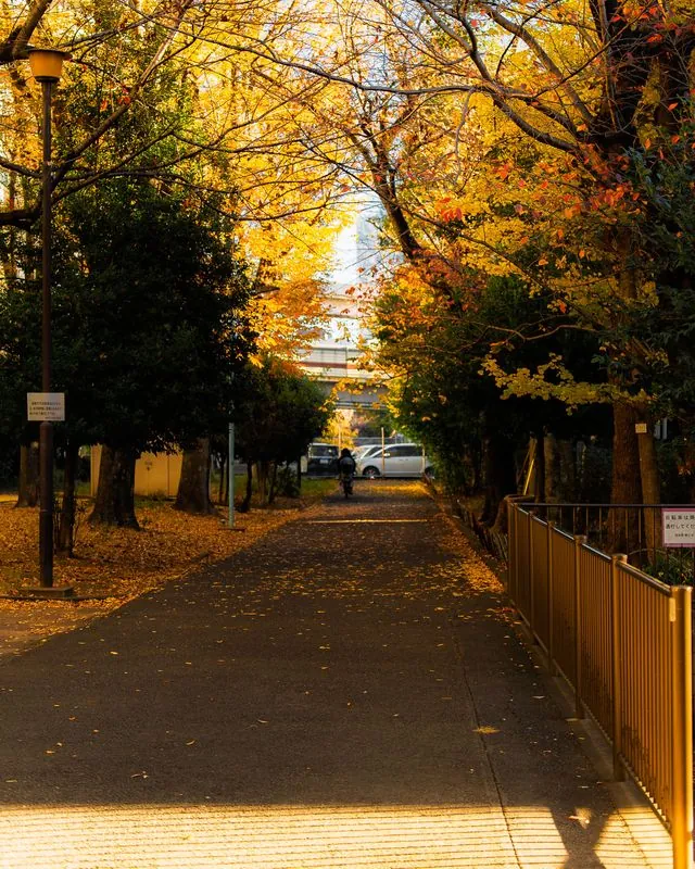an autumn tunnel of ginkgo over an empty path, one figure at the far end