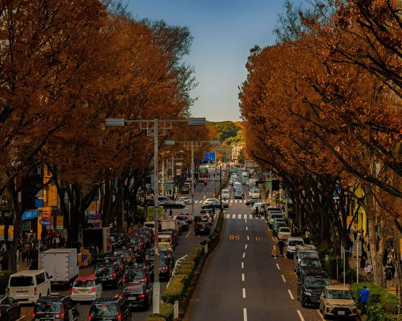autumn turns the avenue rust-orange, cars queued neatly along the curb