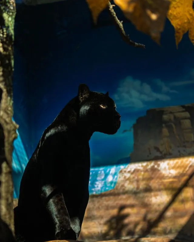 a black panther in silhouette, only the eye catching light against a painted sky