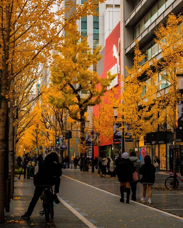 ginkgo avenue in full gold, a cyclist paused mid-street
