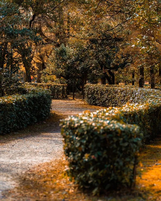 a sandy path threading between hedges, warm light filtering through